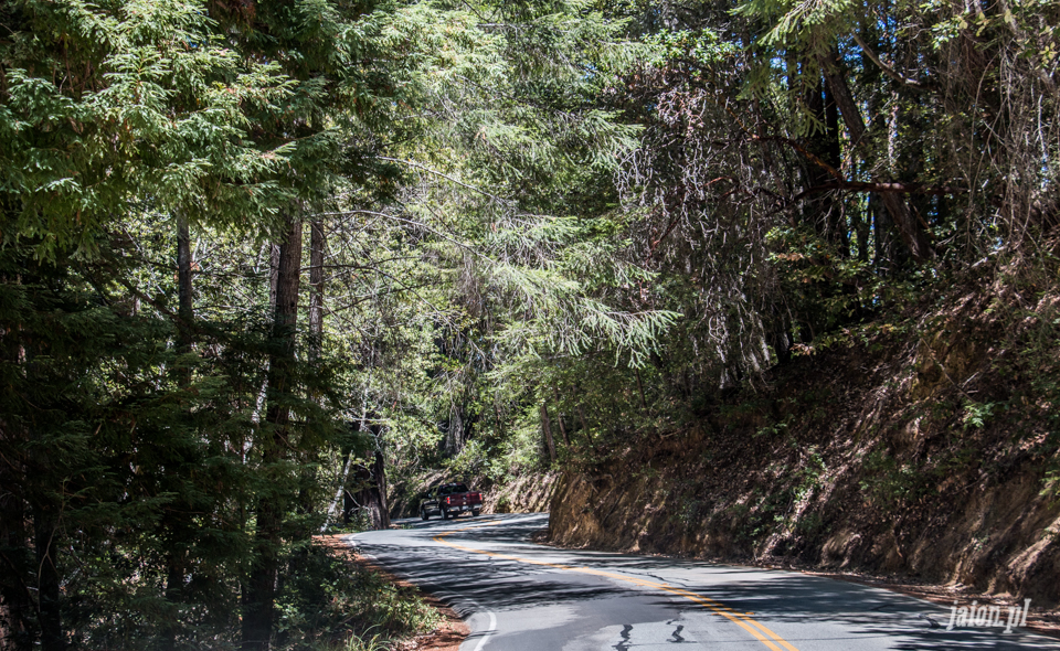 ameryka_usa_big_basin_redwood_state_park-1