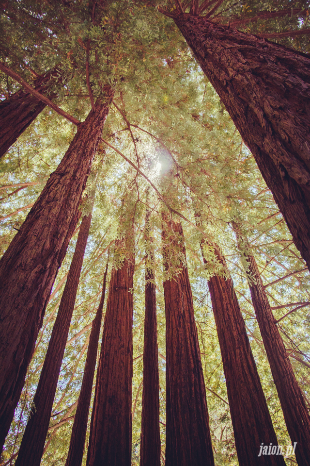 ameryka_usa_big_basin_redwood_state_park-11