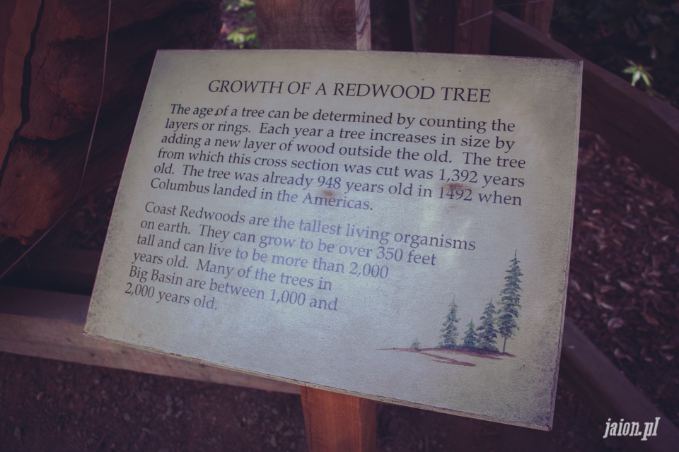 ameryka_usa_big_basin_redwood_state_park-22