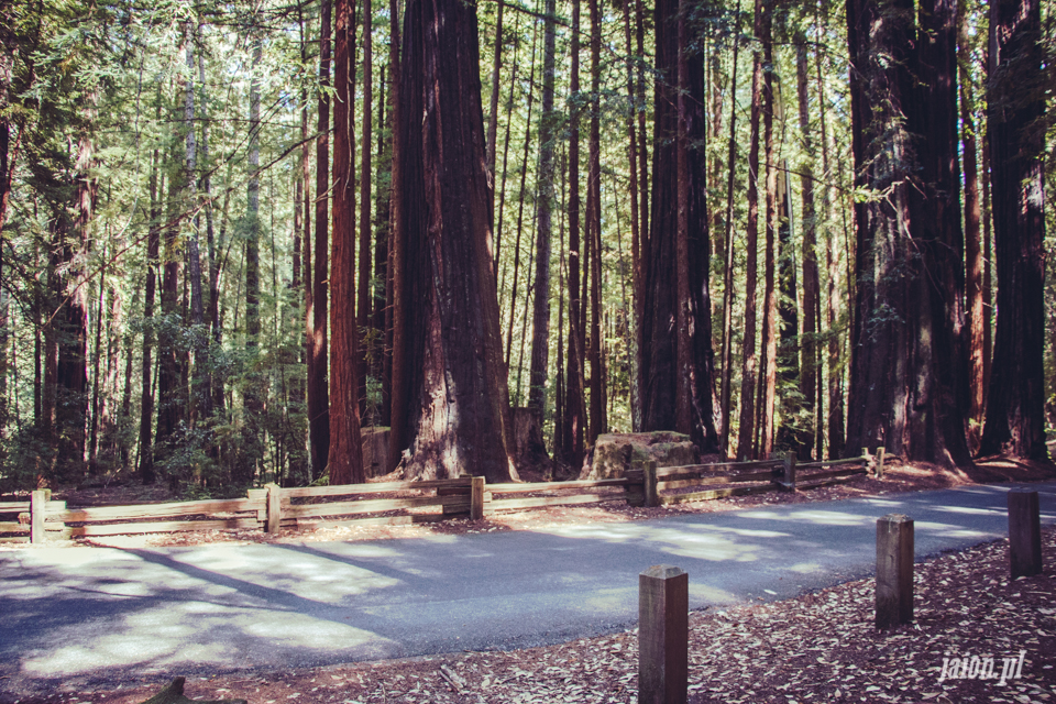 ameryka_usa_big_basin_redwood_state_park-34