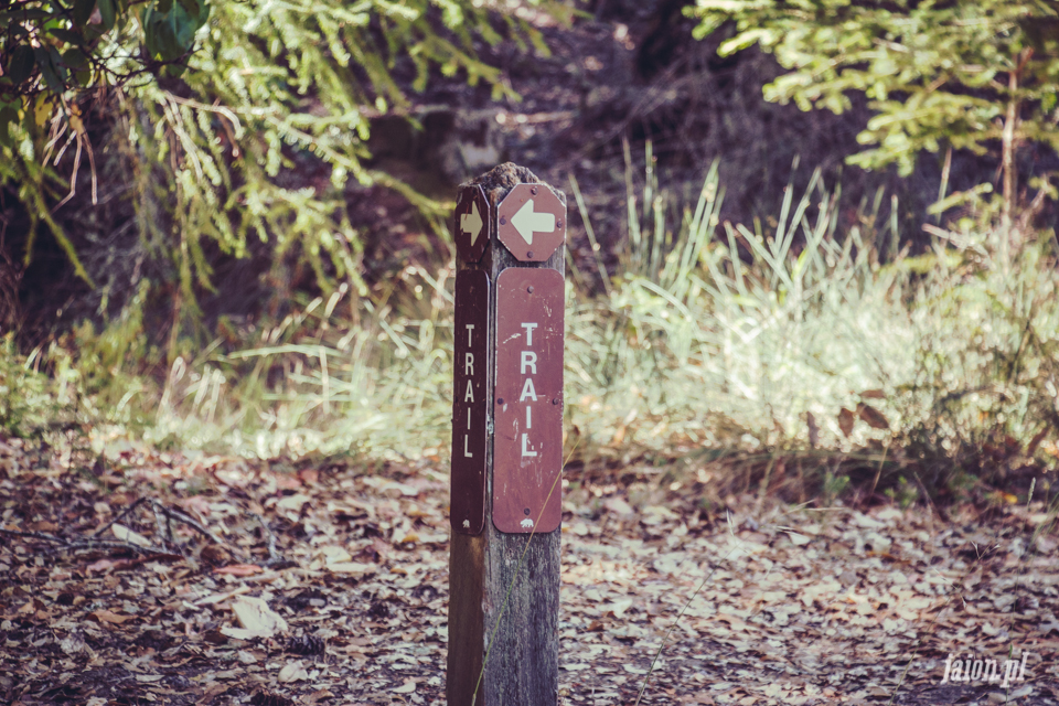 ameryka_usa_big_basin_redwood_state_park-42