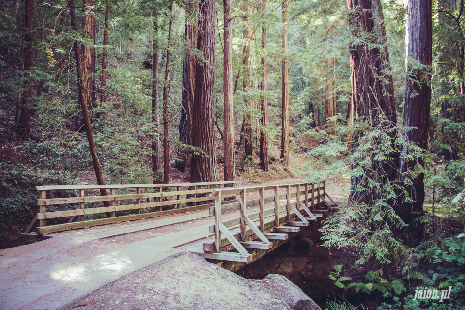 ameryka_usa_big_basin_redwood_state_park-44