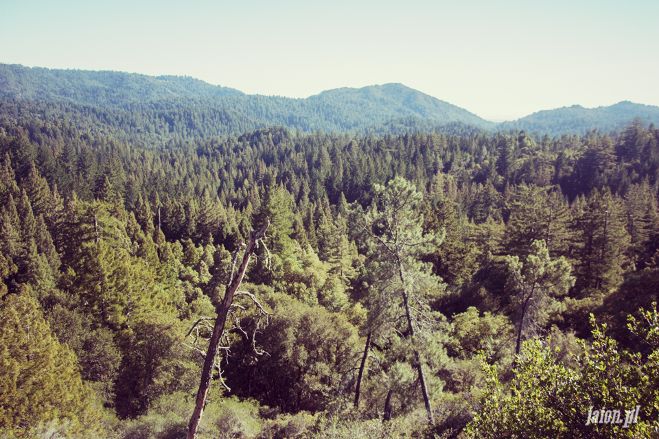 ameryka_usa_big_basin_redwood_state_park-45